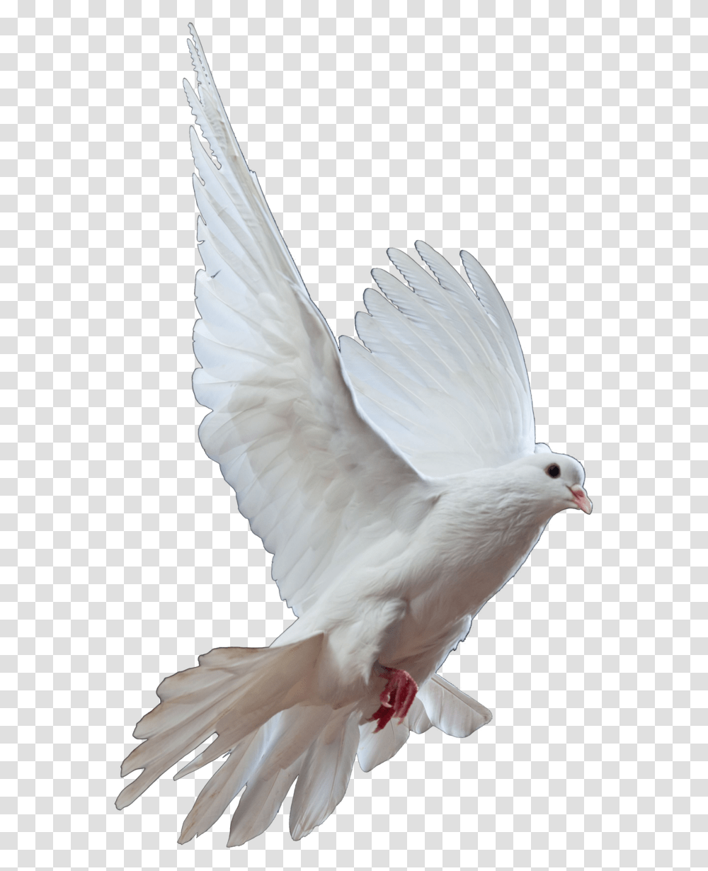 Homing Pigeon Columbidae Bird Doves As Symbols Release Could You Leave Me Standing Alone, Animal Transparent Png