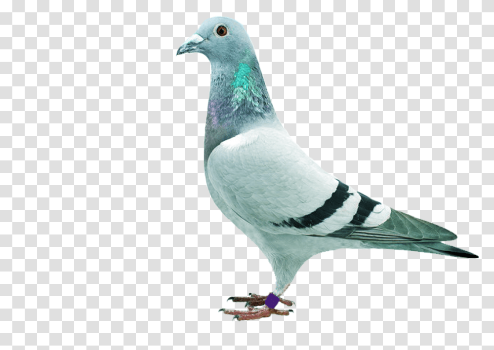 Homing Pigeon Stock Dove Columbidae Piggen, Bird, Animal Transparent Png