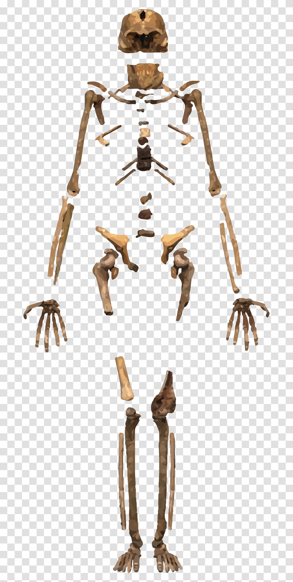 Homo Naledi Skeleton Transparent Png