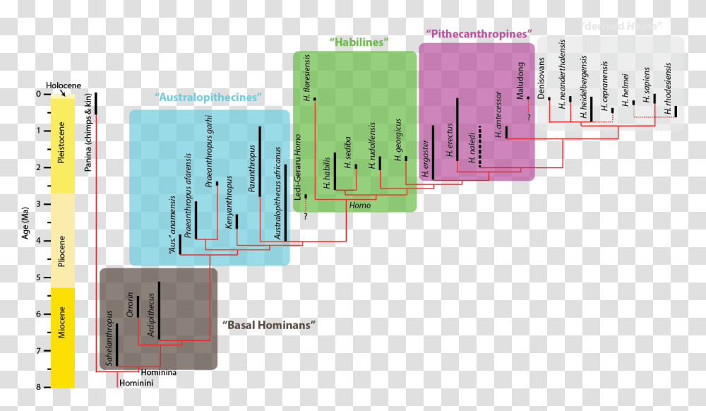 Homo Sapiens Phylogeny, Plot, Plan, Diagram Transparent Png