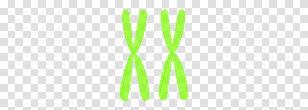 Homologous Chromosomes Clip Art, Pattern, Label Transparent Png