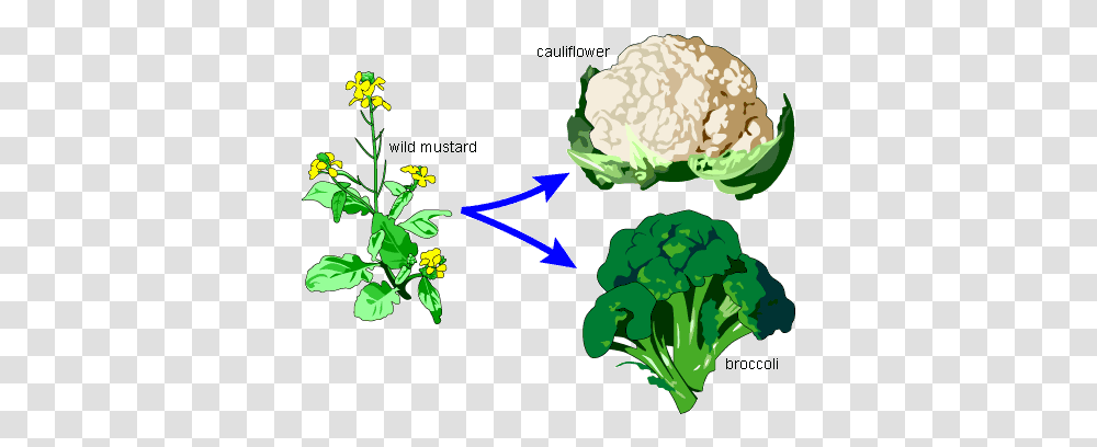 Homology A Bouquet Of Broccoli Wild Mustard, Plant, Vegetable, Food, Cauliflower Transparent Png