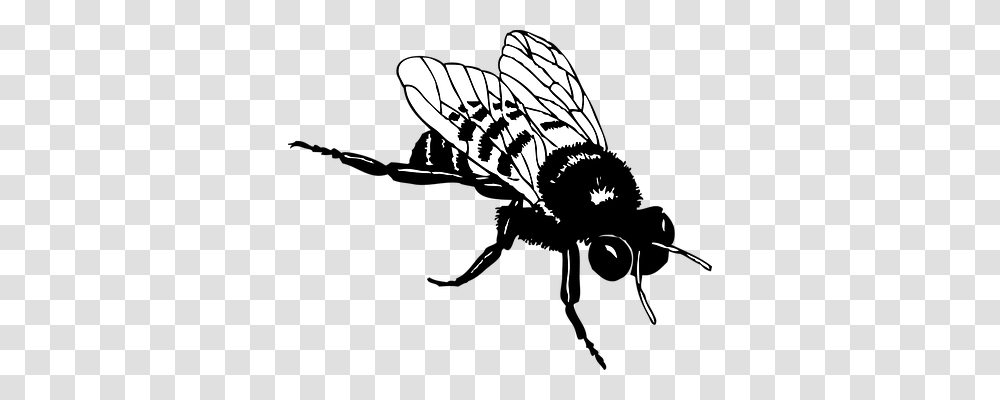 Honey Animals, Wasp, Bee, Insect Transparent Png