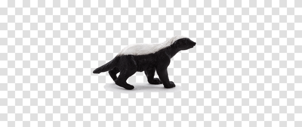 Honey Badger Male, Bear, Wildlife, Mammal, Animal Transparent Png