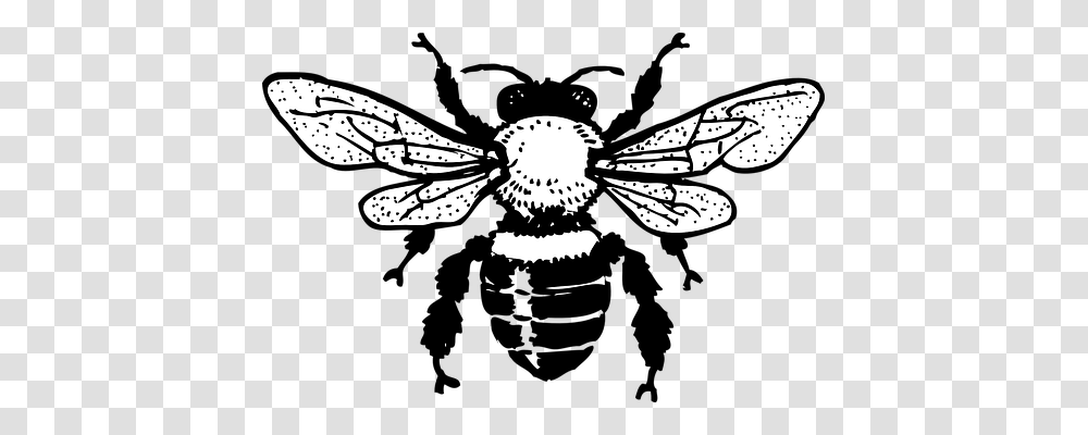 Honey Bee Nature, Invertebrate, Animal, Insect Transparent Png