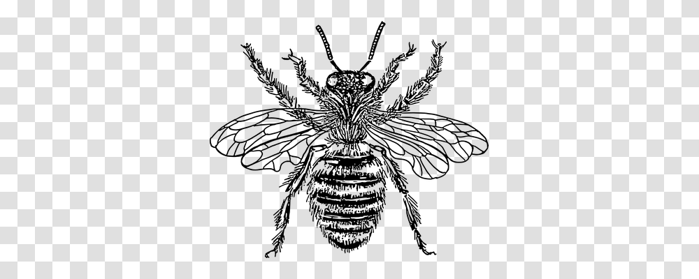 Honey Bee Animals, Gray, World Of Warcraft Transparent Png