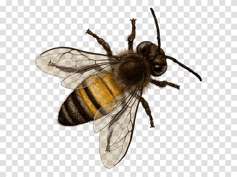 Honey Bee Background Bee, Apidae, Insect, Invertebrate, Animal Transparent Png