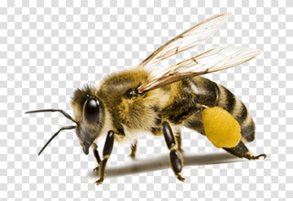 Honey Bee Background, Insect, Invertebrate, Animal, Apidae Transparent Png