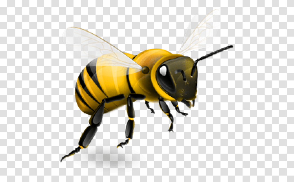 Honey Bee Background, Insect, Invertebrate, Animal, Wasp Transparent Png