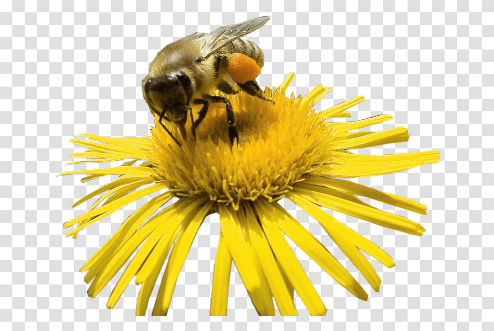Honey Bee Bee On Flower Clipart, Insect, Invertebrate, Animal, Apidae Transparent Png