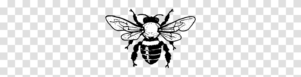 Honey Bee Clip Art, Insect, Invertebrate, Animal, Apidae Transparent Png