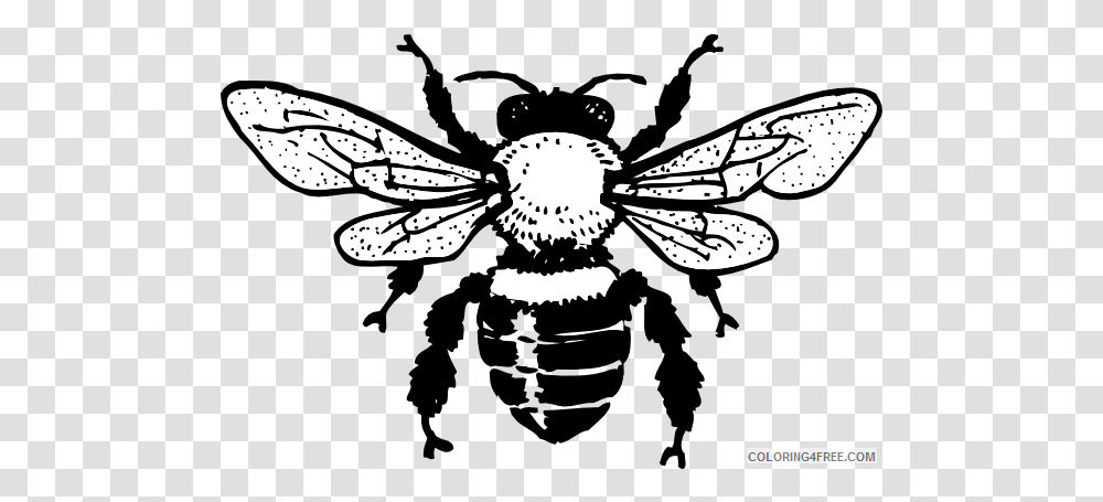 Honey Bee Coloring Pages Queen Hi Printable Free Bee Clip Art, Invertebrate, Animal, Insect, Wasp Transparent Png