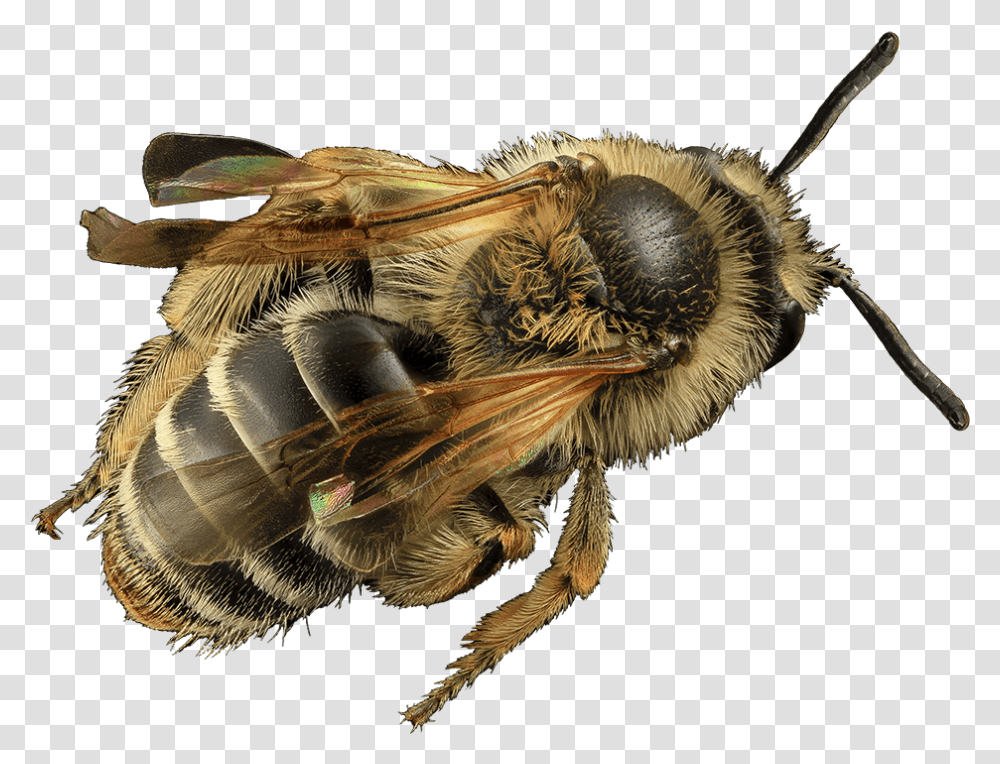 Honey Bee Cut Out Bees, Apidae, Insect, Invertebrate, Animal Transparent Png