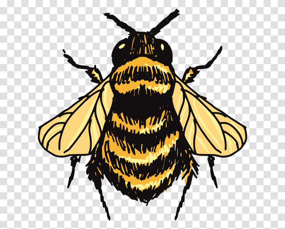 Honey Bee Honey Bee Bee Drawing, Wasp, Insect, Invertebrate, Animal Transparent Png