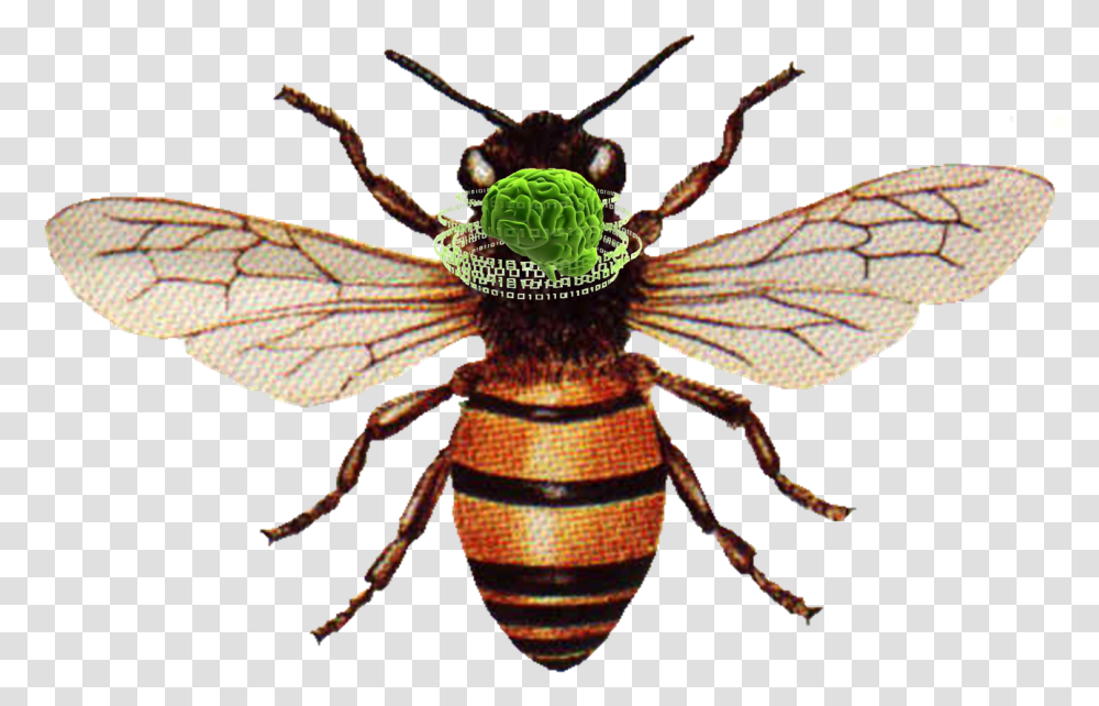 Honey Bee Honey Bee, Insect, Invertebrate, Animal, Spider Transparent Png