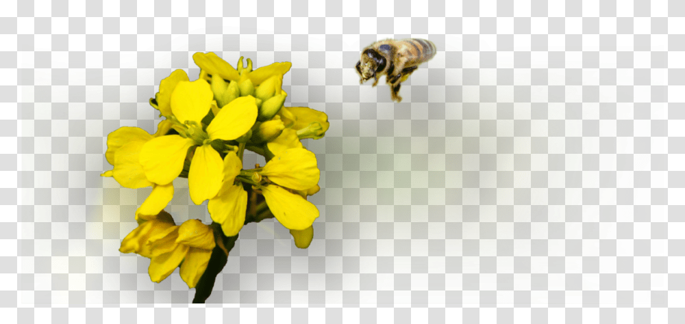 Honey Bee Honeybee, Insect, Invertebrate, Animal, Apidae Transparent Png