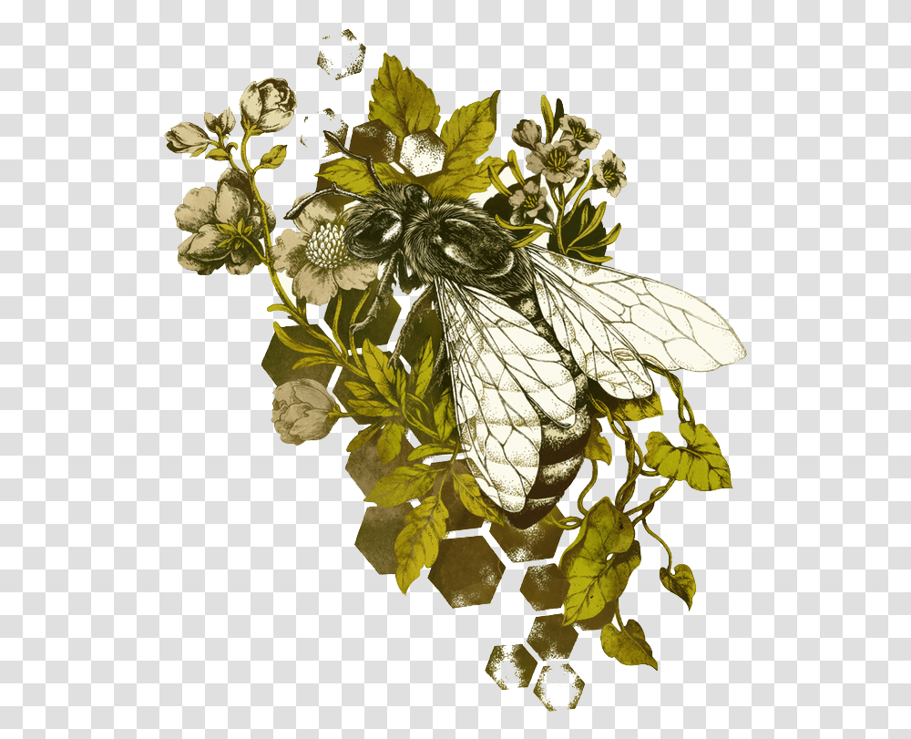 Honey Bee Insect Illustration Honey Bee Botanical Drawing, Floral Design, Pattern Transparent Png
