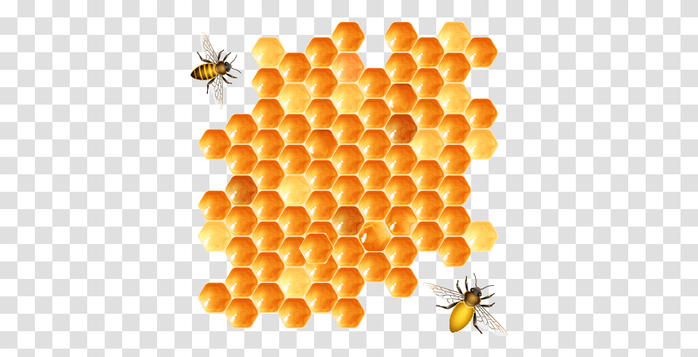 Honey Bee, Insect, Invertebrate, Animal Transparent Png