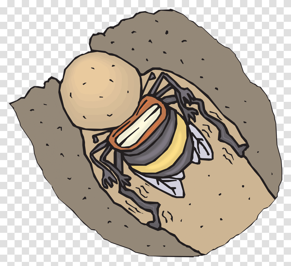 Honey Bee, Invertebrate, Animal, Insect Transparent Png