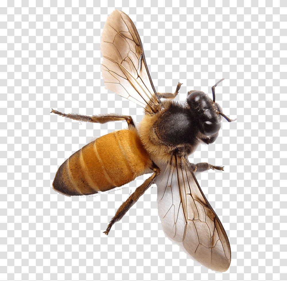 Honey Bee Top View, Insect, Invertebrate, Animal, Apidae Transparent Png