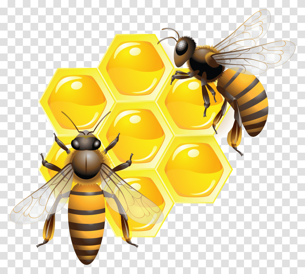 Honey, Food, Honey Bee, Insect, Invertebrate Transparent Png