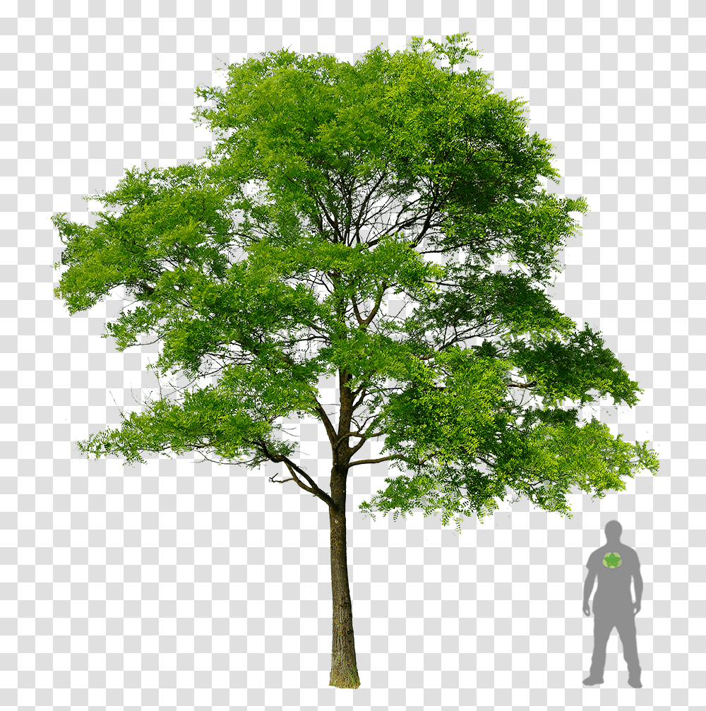 Honey Locust Tree, Plant, Cross, Tree Trunk Transparent Png