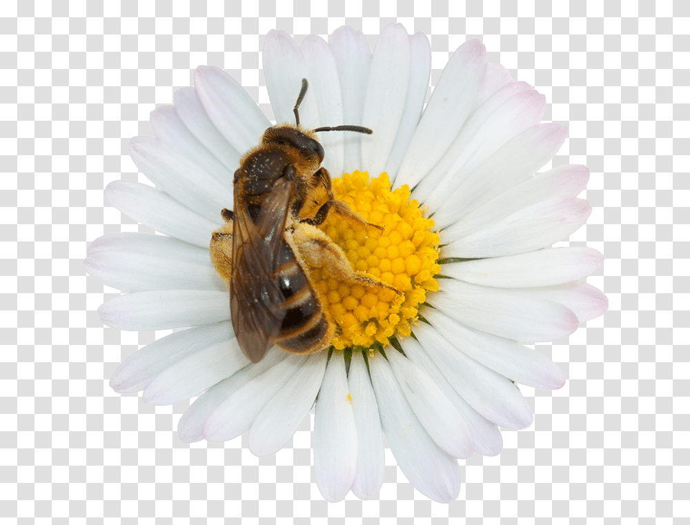 Honey Nut Cheerios Bee Bee On Flower White Background, Honey Bee, Insect, Invertebrate, Animal Transparent Png