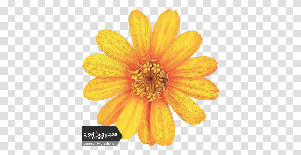 Honey Painted Flower 01 Graphic By Gina Jones Pixel African Daisy, Plant, Blossom, Treasure Flower, Daisies Transparent Png