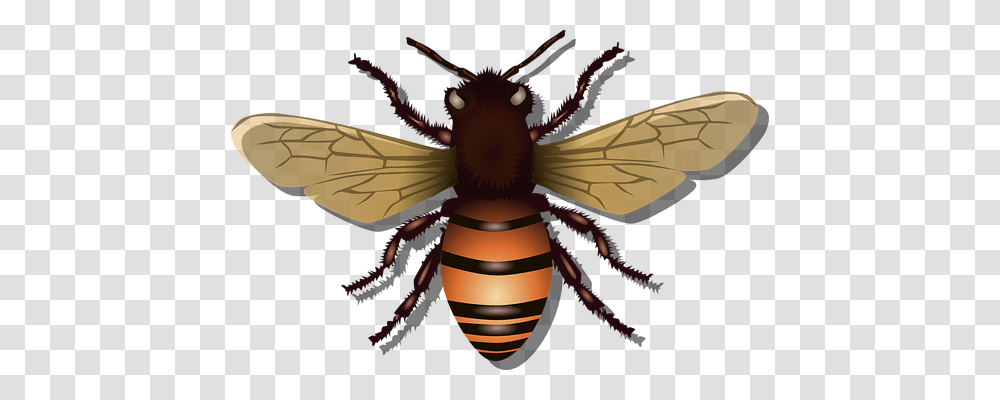 Honeybee Nature, Honey Bee, Insect, Invertebrate Transparent Png