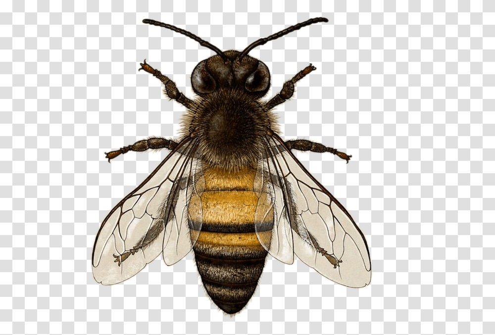 Honeybee American Honey Bee, Apidae, Insect, Invertebrate, Animal Transparent Png