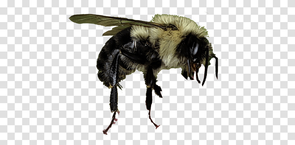 Honeybee, Apidae, Insect, Invertebrate, Animal Transparent Png