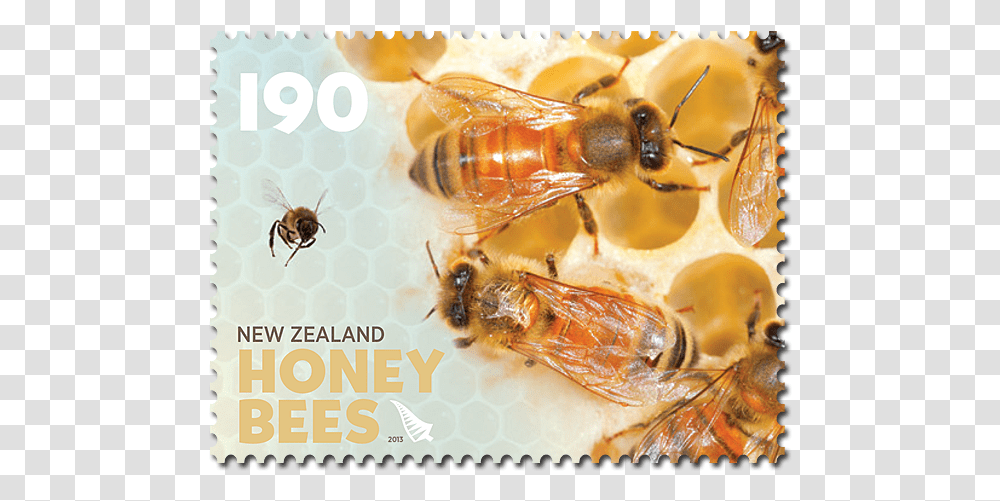 Honeybee, Honey Bee, Insect, Invertebrate, Animal Transparent Png