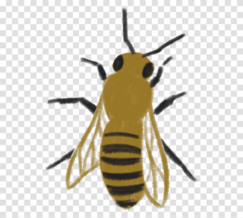 Honeybee, Honey Bee, Insect, Invertebrate, Animal Transparent Png