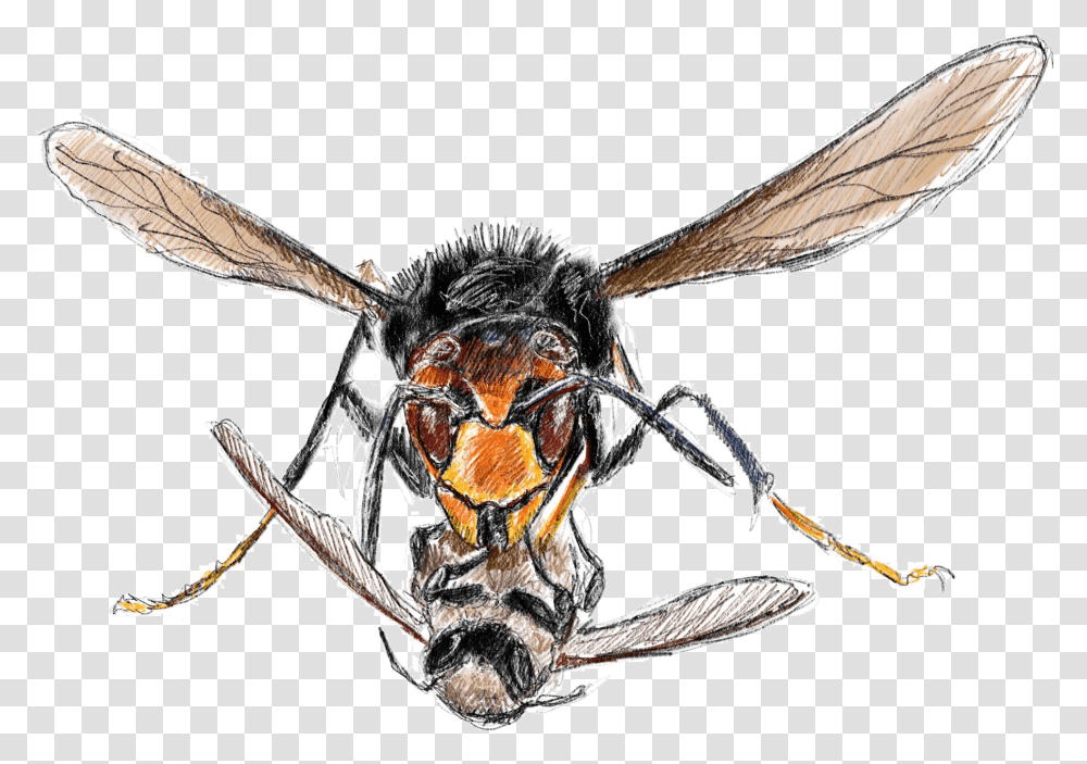 Honeybee, Wasp, Insect, Invertebrate, Animal Transparent Png