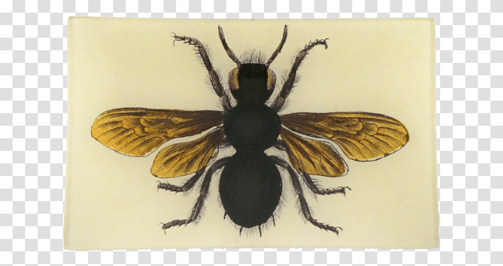 Honeybee, Wasp, Insect, Invertebrate, Animal Transparent Png