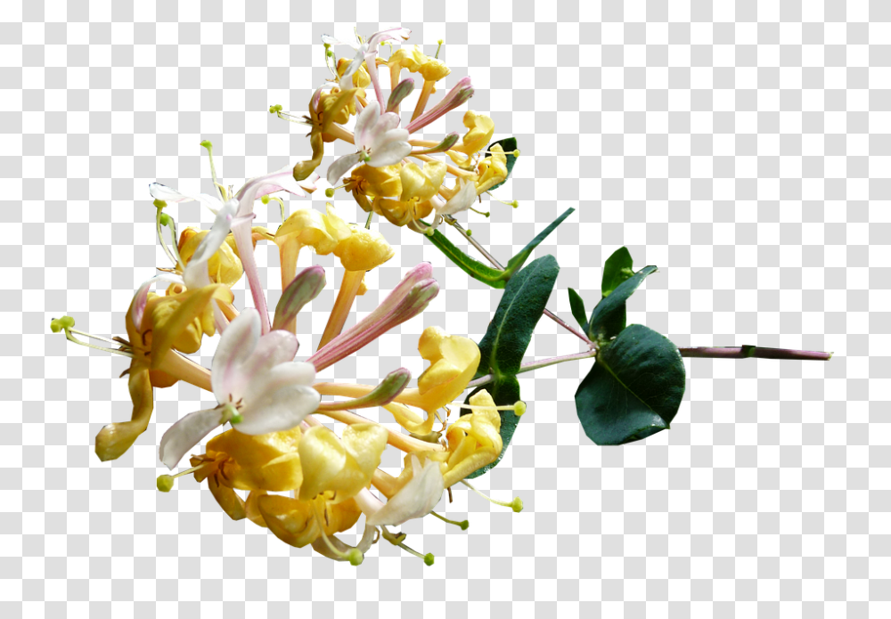 Honeysuckle 960, Flower, Plant, Pollen, Blossom Transparent Png