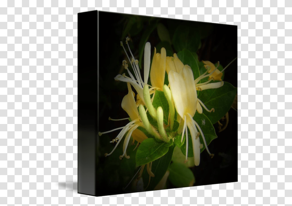Honeysuckle Flowers And Buds Common Honeysuckle, Plant, Acanthaceae, Blossom, Pollen Transparent Png