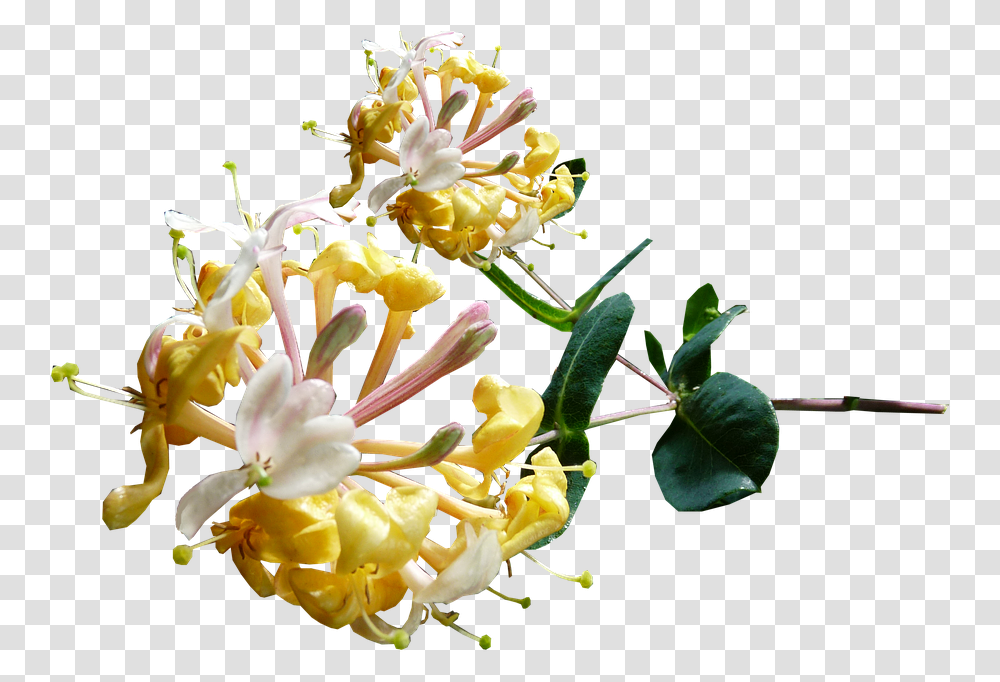 Honeysuckle, Plant, Pollen, Flower, Blossom Transparent Png