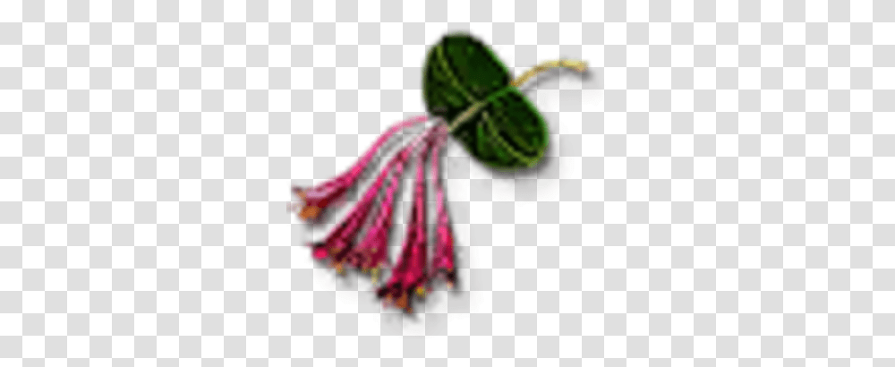 Honeysuckle Witcher Wiki Fandom, Plant, Flower, Outdoors, Purple Transparent Png