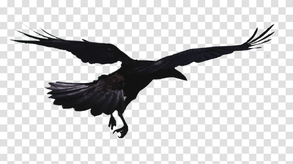 Hooded Crow Black Crow Flying, Bird, Animal, Vulture, Eagle Transparent Png