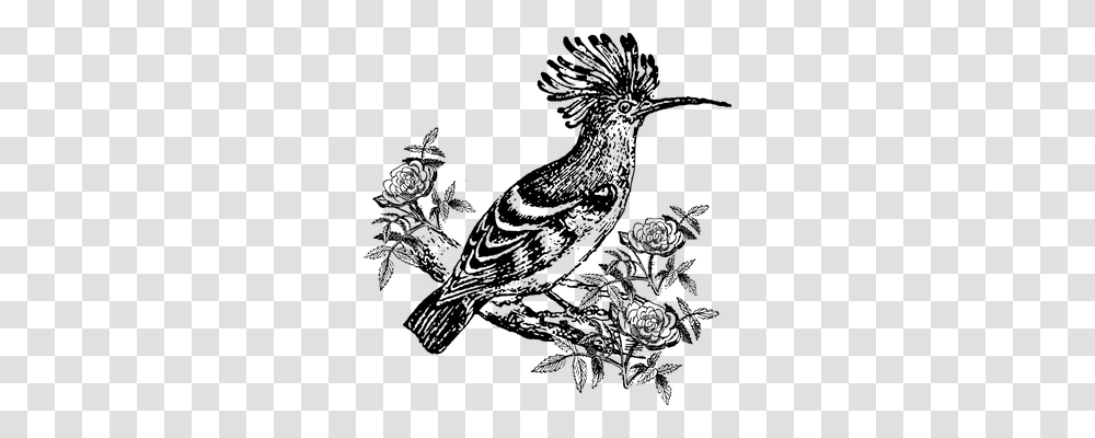 Hoopoe Animals, Gray, World Of Warcraft Transparent Png