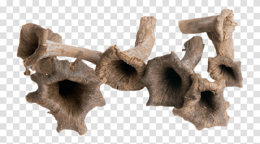 Hoorn Des Overvloeds Paddestoel, Plant, Fungus, Agaric, Mushroom Transparent Png