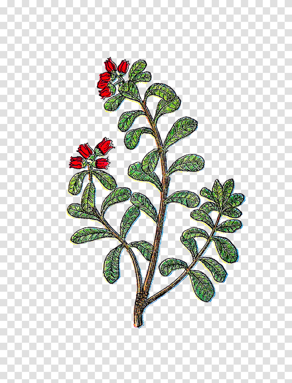 Hope You Enjoy Clip Art, Floral Design, Pattern, Plant Transparent Png