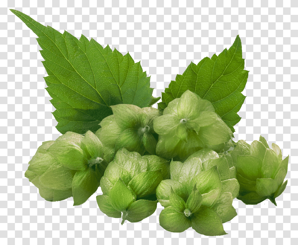 Hops 4550 Dark Hops, Potted Plant, Vase, Jar, Pottery Transparent Png