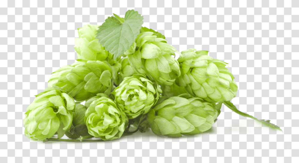 Hops Clipart Hop Flower Beer Hop, Graphics, Floral Design, Pattern, Green Transparent Png