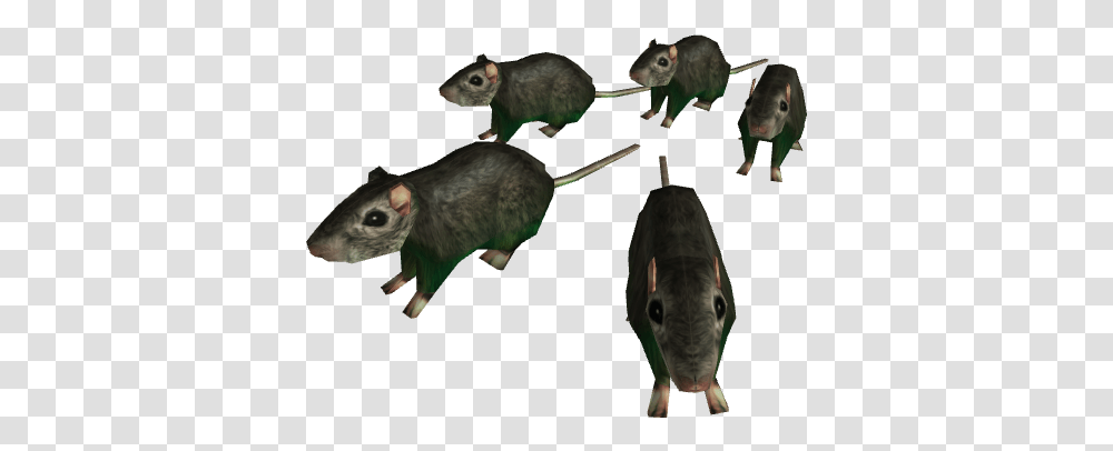 Horde Of Rats Roblox Rat, Animal, Mammal, Rodent, Bird Transparent Png