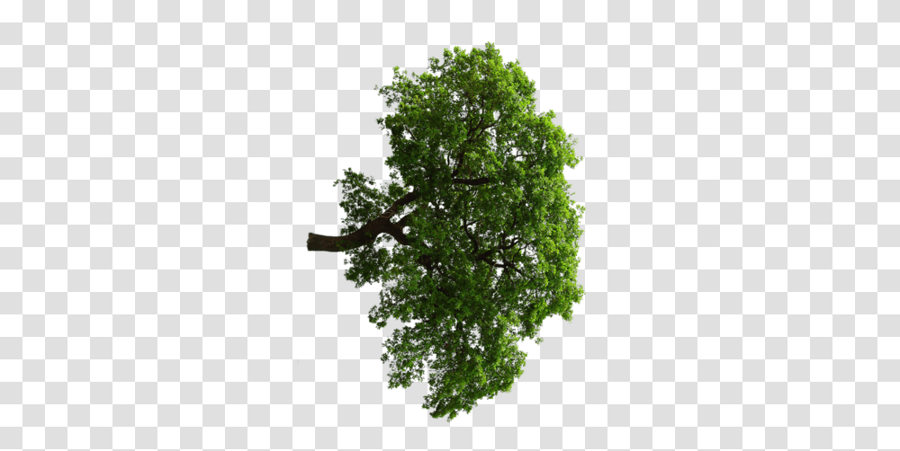 Horizontal Oak Tree Warehouse 13 Artifact Database Wiki, Plant, Sycamore, Tree Trunk, Vegetation Transparent Png