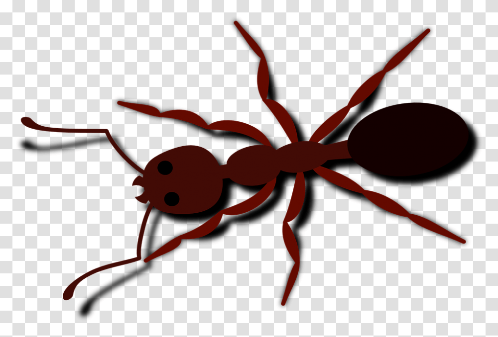 Hormiga Escarabajo Insecto Insectos Brown Animales Clipart Ants, Invertebrate Transparent Png