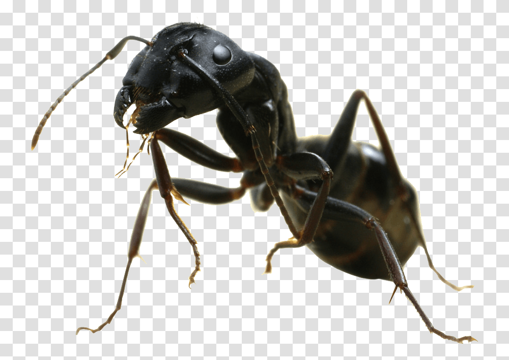 Hormiga Vista Lateral Black Garden Ant, Insect, Invertebrate, Animal, Spider Transparent Png