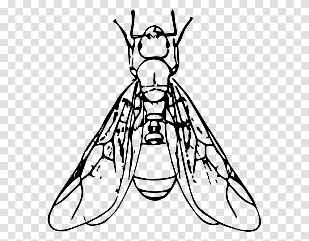 Hormigas Voladoras Ant With Wings Clipart, Gray, World Of Warcraft Transparent Png